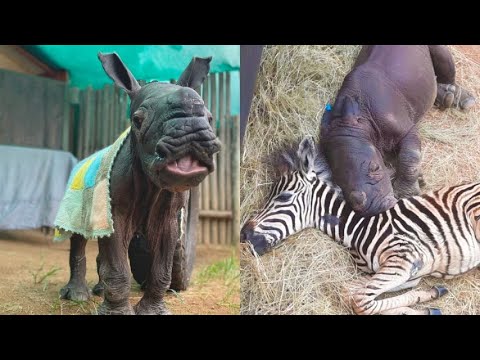 La grande amicizia tra la rinoceronte Daisy e la zebra Modjadji: un legame per superare il dolore