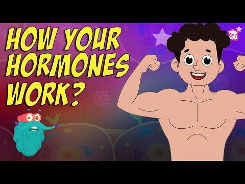 How Your Hormones Work? | HORMONES | Endocrine System | Dr Binocs Show | Peekaboo Kidz
