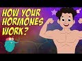 How Your Hormones Work? | HORMONES | Endocrine System | Dr Binocs Show | Peekaboo Kidz