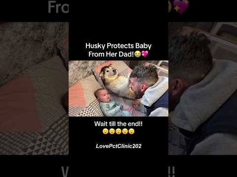 #funny #dogs #pet #dogscats#dogshorts #dog#doglover#doglife