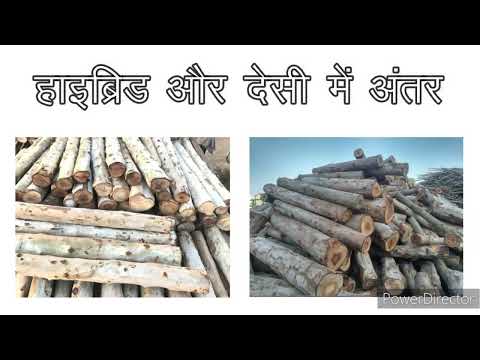 What Eucalytpus /safeda tree farmer must know ! what affects safeda price / eucalyptus prices?