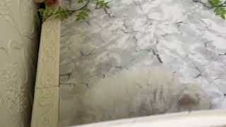 ビションフリーゼの動画01