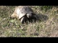 Turtle Coming Out Of Woods In Valley Of The Moon Sardinia Italy