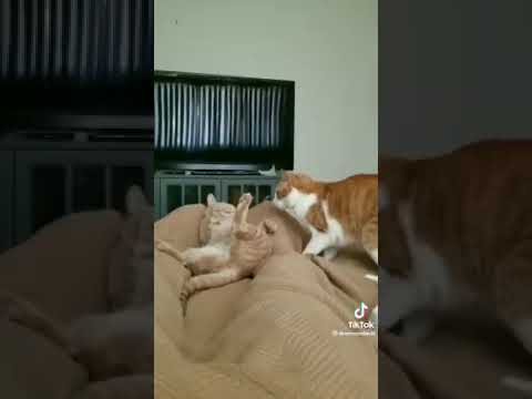 Cat TV play date (Drennon Davis)