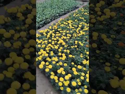 1 feet well watered yellow marigold plant, for garden, summe...