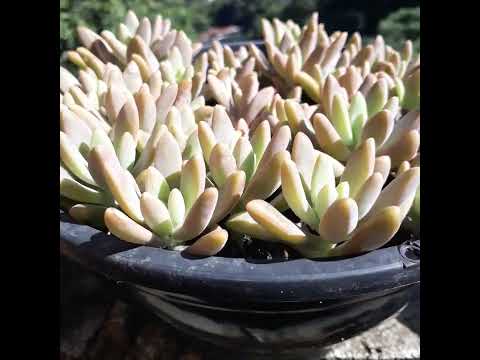 Suculenta Graptosedum 'Francesco Baldi' ( Correto = Graptopetalum paraguayense x sedum pachyphyllum)