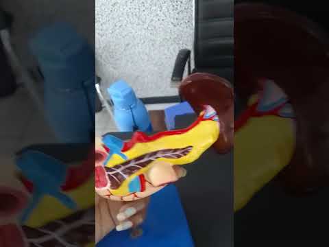 Human Anatomy Model