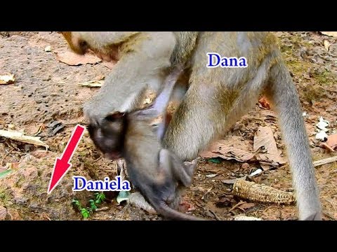 Million tears drop down | No one love Daniela, Even Dana bit her own baby Daniela Video