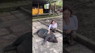 Download lagu babinya gemoy sekali #mom #tante mp3