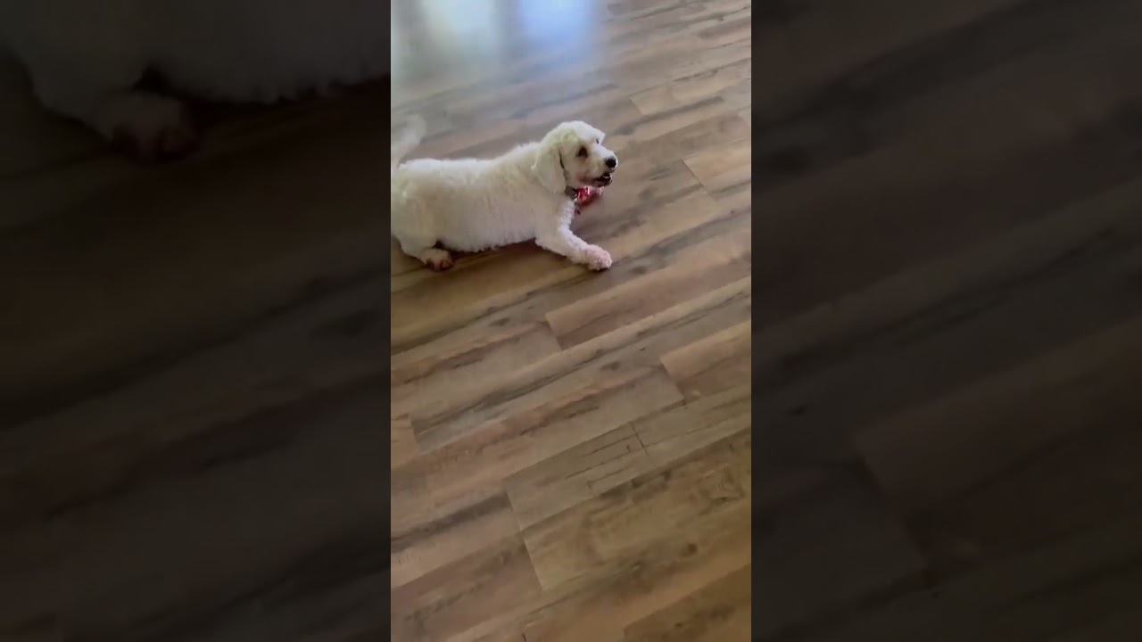 Enlarge Cloudy, an adopted Miniature Poodle in St. Clairsville, OH video 2/2