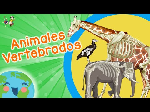 Animales Vertebrados para Niños (Video Educativo para Niños)