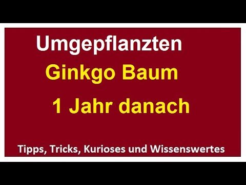 Ginkgo umpflanzen - 1 Jahr danach Baum verpflanzen Strauch erfolgreich umsetzen