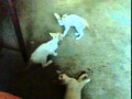 ANIMAL SEX 3gp