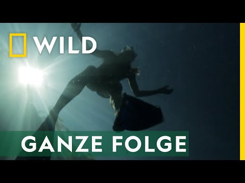 Das Grauen vor Hawaii - Ganze Folge | Hai auf Angriff