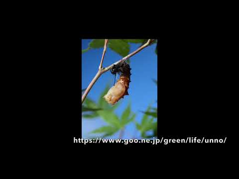 メスグロヒョウモンの蛹化のタイムラプス動画