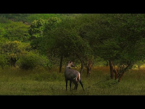 Nature’s Silent Reflection | CLICKED CAMERA