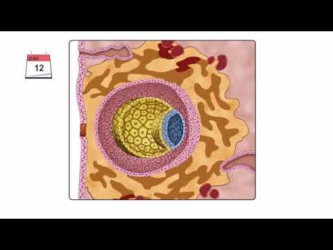 1 General Embryology   Detailed Animation On Second Week Of Development