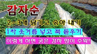 [텃밭농부 152]  감자순 솎아 주고 1차 웃거름 넣고 북돋우기. #감자재배