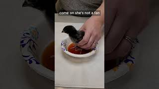 🐥 Treating Bumblefoot in a Baby Chick – How We Caught It Early &amp; Started Treatment! 🩹