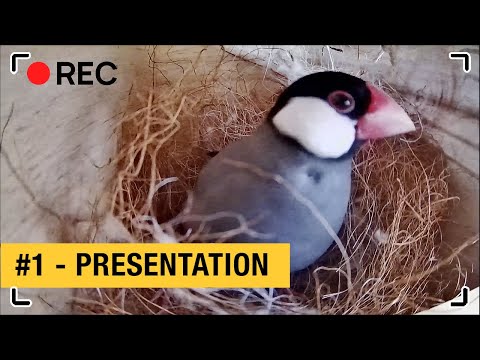 Henri & Paulette #1 : PRESENTATION | Java sparrow - Padda with camera in the nest