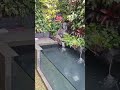 Kolam Ikan Hias Dan Air Terjun