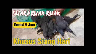 Download lagu MP3 Suara Ruak-Ruak Durasi 8 Jam Yang Sering Digunakan mp3