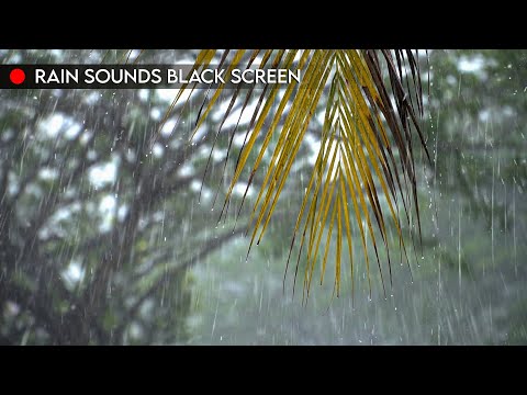 Beat Insomnia & Fall Asleep Fast with Rain Sounds NO THUNDER Black Screen