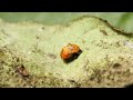 Watch Ladybugs Go From Goth To Glam Deep Look