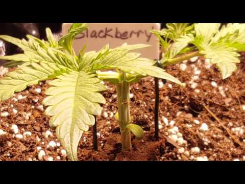 BlackBerry Autoflower by Fast Buds..day 19.. second tie down