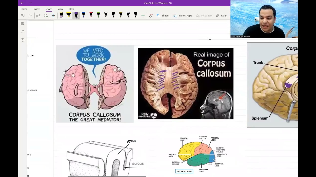 9. Basics of Neuroanatomy for USMLE - (Free trial Link in Description Below)