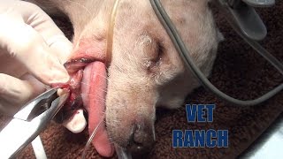 Sweet Old Dog With Rotten Teeth