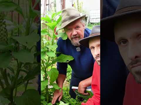 Entdecke die faszinierende Kermesbeere und ihre Vorteile