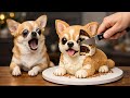 Dog And Cat Reactions To Cutting Cake Funny Dog And Cat Reactions 2026