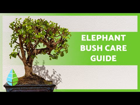 Elephant Bush Care 🪴☀️ Watering, Pruning, and Propagation Tips