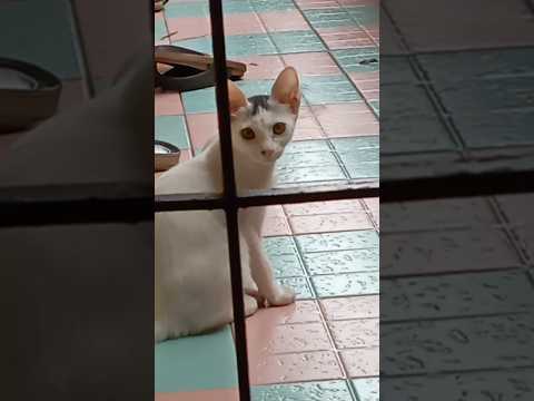 𝗖𝗮𝘁 🐱😍🐱