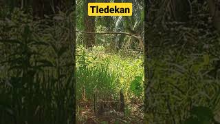 Download lagu mikat tledekan mp3