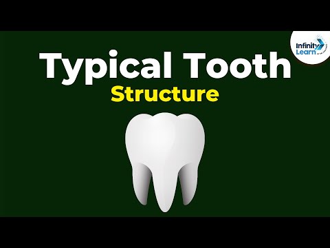 Structure of a Typical Tooth | Don't Memorise