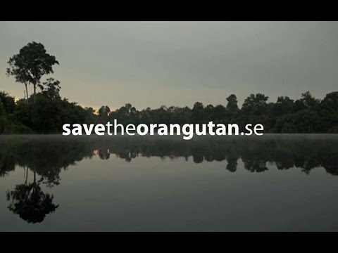 Palmolja – Borneo tar konsekvenserna av dina val