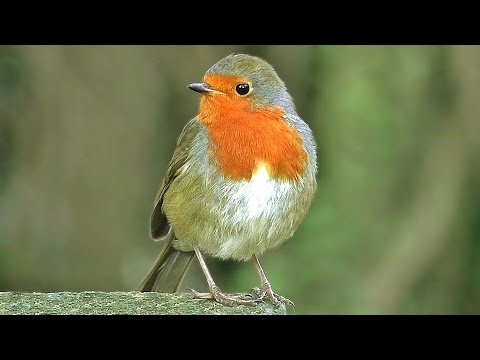 Bird Sounds : Robin Birds Singing & Chirping - Beautiful 8 Hour video