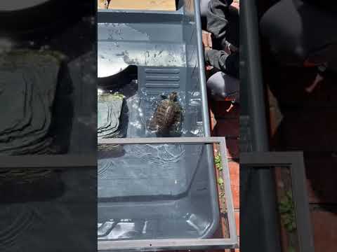 Turtle tries to climb up ramp