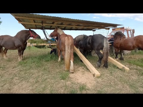 Armăsarii și Iapa lui dl. Mircea de la Rușeni - Satu Mare 2021