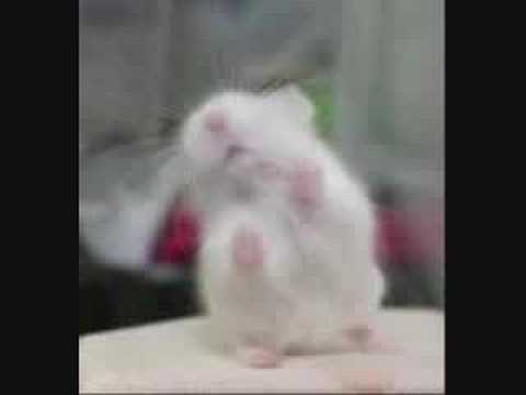Hampton the hamster-Original Hamster Dance