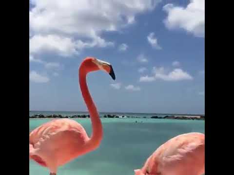 Aruba flamingos / Flamingosi sa Arube