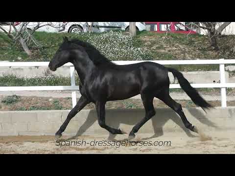 Quality PRE Stallion in black for upper dressage