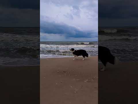 #frisbeedog Molly first time at the #beach