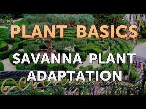 How to Dry an Overwatered Plant