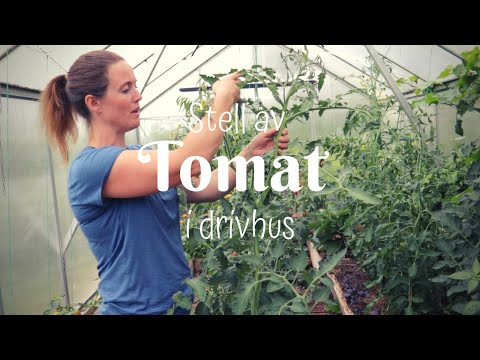, title : 'Stell av tomatplantene i drivhuset | Tyver, binder opp og pollinerer'
