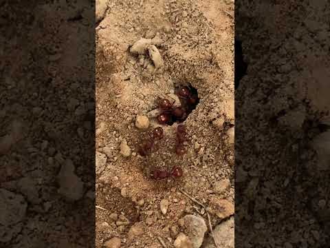 Huge founding chamber - Pogonomyrmex harvester queen ants