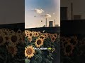 Why Are There So Many Sunflowers In The Chernobyl Area