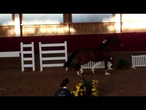 Hengstvorauswahl Birkhof 2010: Fürst Grandios/Weltmeyer